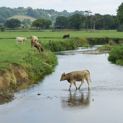 Obraz na płótnie Canvas Cows on a farm around river Axe in East Devon, England