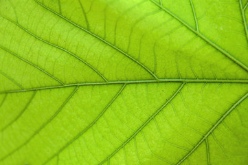 Naklejka na ściany i meble Green leaf background close