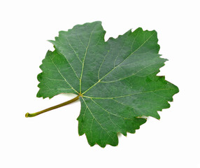 Grape leaves isolated on white background