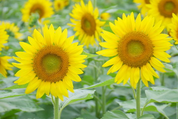 Fototapeta premium ひまわり