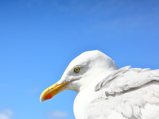 Silbermöwe
