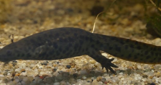 Triton Floating in a Pond