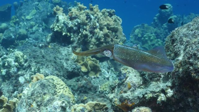 Unterwasser - Riff - Fisch - Tintenfisch - Sepia - Tauchen - Curacao - Karibik