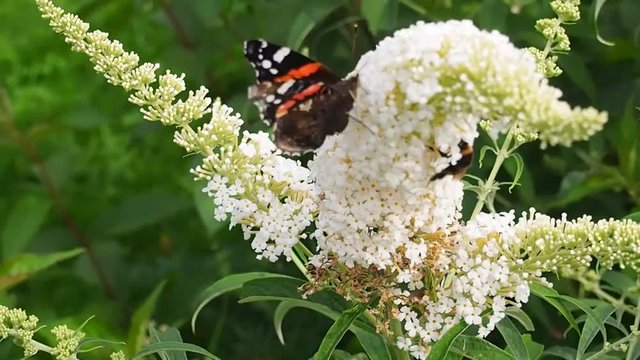 Butterfly on a white flower