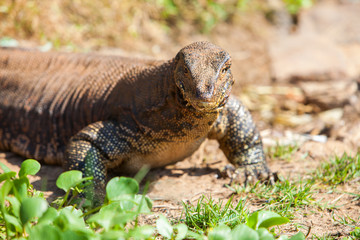 Huge Monitor lizard closeup - Hikkaduwa, Sri Lanka