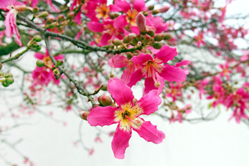 Flowers of Silk Floss Tree