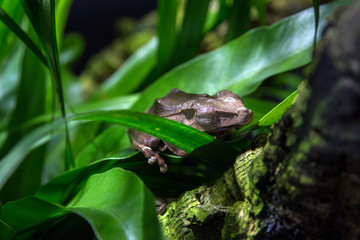 File-eared tree frog or bony-headed flying frog Polypedates otilophus hiding on a leaf.