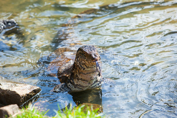 Huge Monitor lizard closeup - Hikkaduwa, Sri Lanka