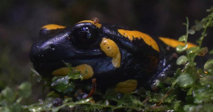 Salamandra Salamandra and Ant in the Forest