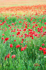 Obraz premium meadow with beautiful red poppy flowers