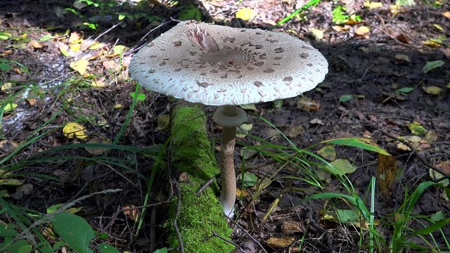 Edible Parasol mushroom (Macrolepiota procera) in a forest.