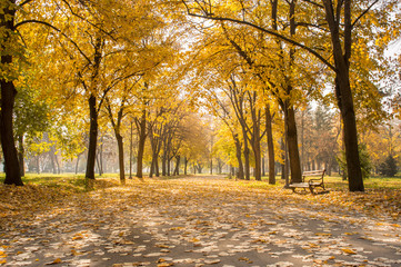 Naklejka premium Park covered in yellow fallen leaves