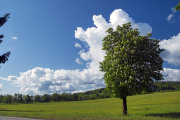 Chestnut tree in the springtime