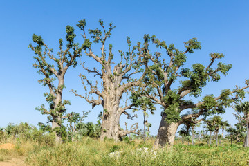 Baobabs africains au Sénégal