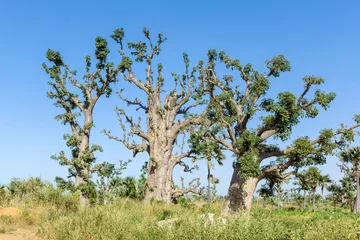 Photo sur Plexiglas Baobab Baobabs africains au Sénégal