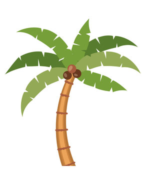 palm tree plant nature green coconut leaves  icon. Colorful design. Vector illustration