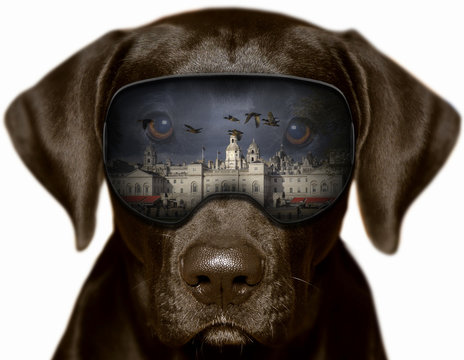 Czarny pies w Londynie, fotomontaż
