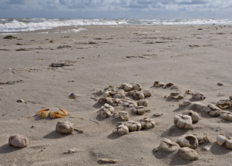 Stranded sea urchins