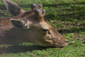 Ruhender junger Hirsch, Damwild, Dama dama 