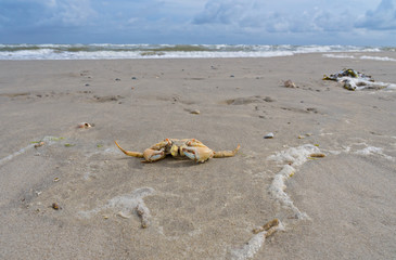 Naklejka na ściany i meble Shore crab on North Sea beach