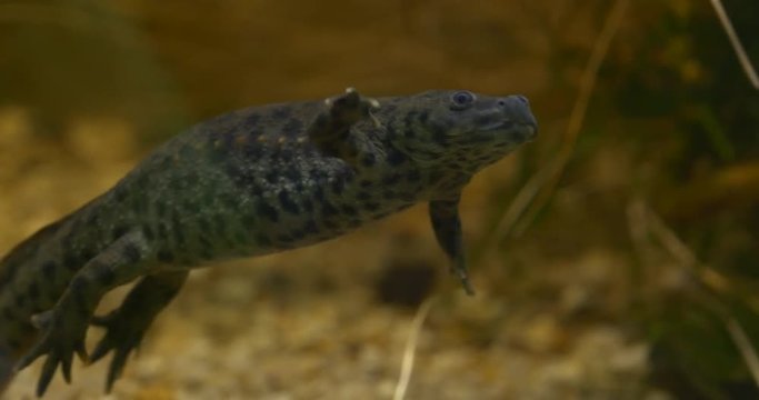 Iberian Ribbed Newt Swimming in an Aquarium