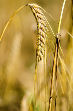 Колосок пшеницы