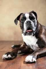 Deutscher Boxer im Studio