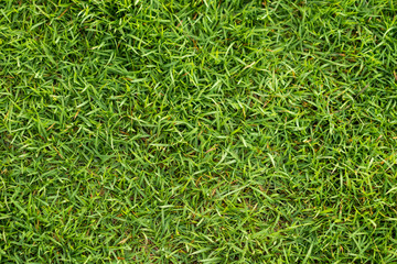 Green grass background.