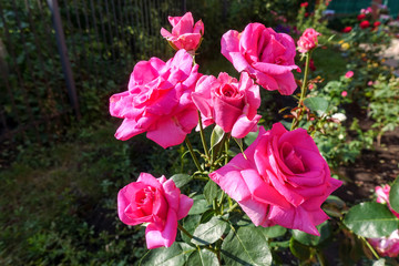 Pink roses in a garden