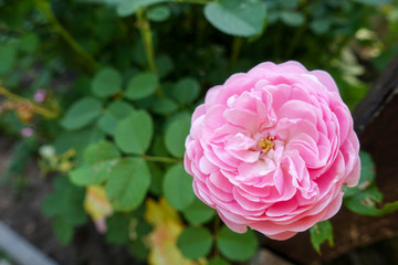 Pink rose in the garden