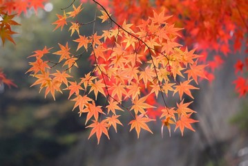 紅葉