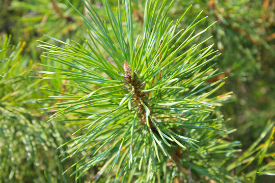 Needles of pine tree
