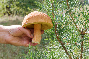 Female hands hold the mushrooms.