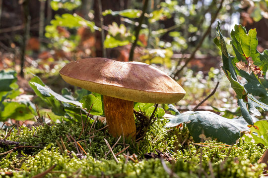 Brown  mushroom on moss.