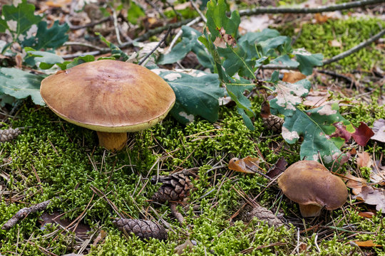 Mushroom picking.