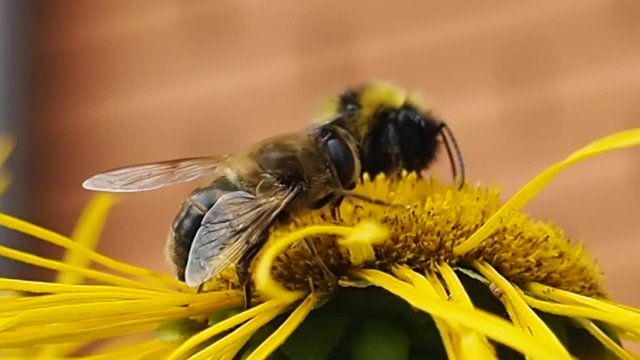 Bee and bumblebee on a flower