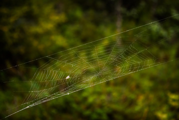 Fly on a spiderweb