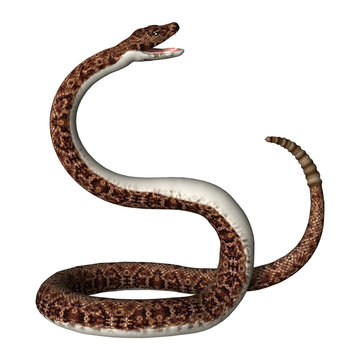 3D Rendering Rattlesnake on White