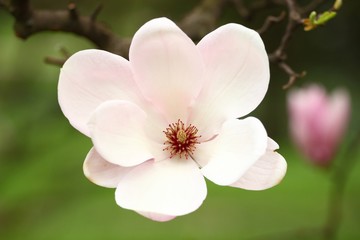 Beautiful flower of magnolia