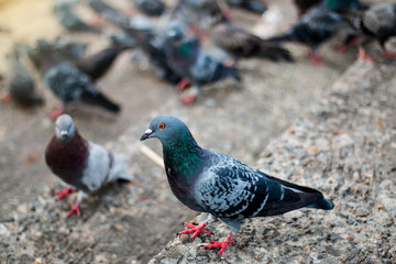 Pigeons waiting food at public park street,Thailand