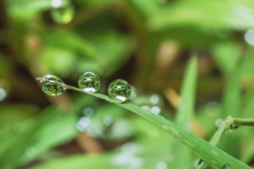 Dew drops on   green grass leaves used as background