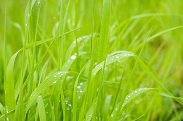 Morning dew on blades of grass during sunrise