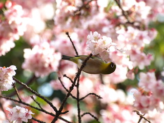 春のご馳走に肖るメジロ