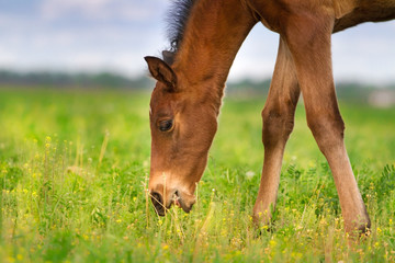 Naklejka na ściany i meble Foal grazing green spring grass