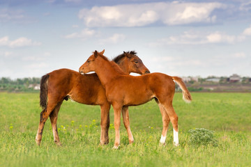 Two foals play on pasture