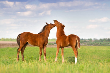 Obraz na płótnie Canvas Two foals play on pasture