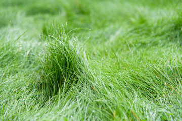 Green grass blurred background