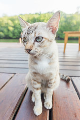 Obraz premium cat on wooden floor