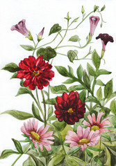 Flowers. Botanical illustration. Watercolor painting