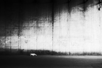 White cat against wall. Homeless cat, street animal. Texture of concrete wall. City street. Black and white photo